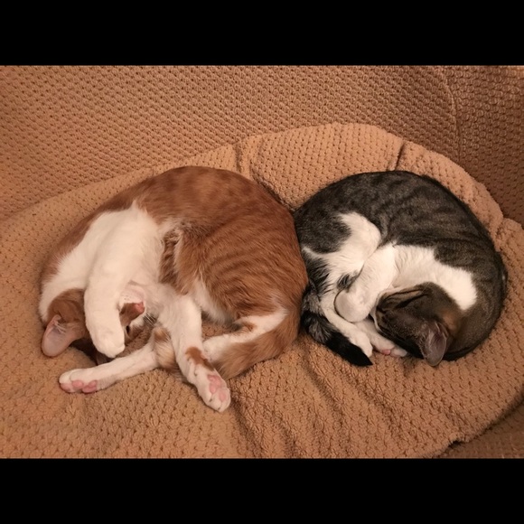 Meet your Posher, Joy - Picture 4 of 8